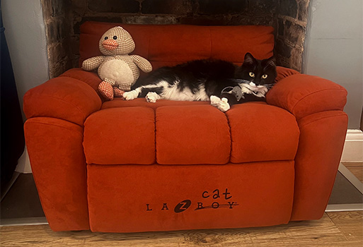 Laziest cat winner enjoys relaxing on prize recliner image